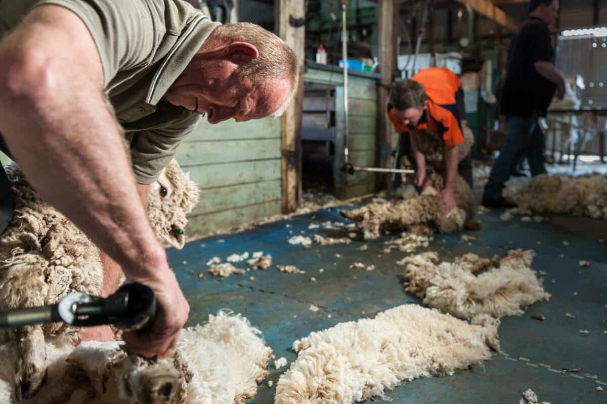 The wicked problem of the safety of shearers and the viability of sheep farming